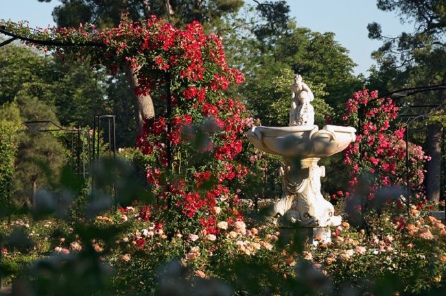 parque del retiro rosaleda