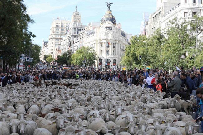 Sheep in calle alcala transhumane feast