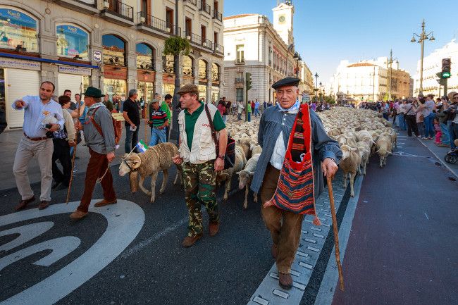 Sheep in Puerta del Sol transhumane feast